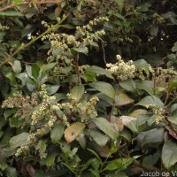 Meliosma simplicifolia subsp. pungens (Wall. ex Wight & Arn.) Beusekom